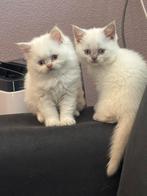Britse korthaar en langhaar kittens, Kater, Ontwormd, 0 tot 2 jaar