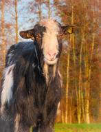 Prachtige zwartbonte dekbok te koop aangeboden!!, Dieren en Toebehoren, Schapen, Geiten en Varkens, Mannelijk, Geit, 0 tot 2 jaar