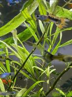 Vissen, Dieren en Toebehoren, Vissen | Aquariumvissen