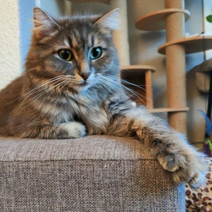 Lieve Ragdoll x Noorse Boskat zoekt nieuw, liefdevol thuis!, Dieren en Toebehoren, Katten en Kittens | Raskatten | Langhaar, Poes