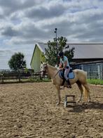Instructie aangeboden (gedragstrainer), Dieren en Toebehoren, Ophalen, Nieuw, Overige soorten