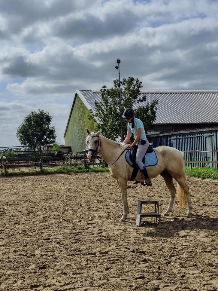 Instructie aangeboden (gedragstrainer), Dieren en Toebehoren, Paarden en Pony's | Overige Paardenspullen, Nieuw, Overige soorten