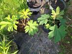 Tetrapanax of rijstpapierplant, Tuin en Terras, Volle zon, Eenjarig, Zomer, Ophalen