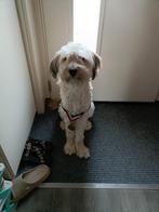 Stitch is op zoek naar een nieuw gezin., Particulier, Rabiës (hondsdolheid), Reu, 1 tot 2 jaar