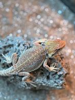 Jonge hypo dunner poss het zero vrouwtje, Dieren en Toebehoren, Reptielen en Amfibieën, Hagedis, 0 tot 2 jaar