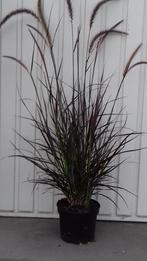 pennisetum set rubrum, Ophalen, Volle zon, Vaste plant, Siergrassen