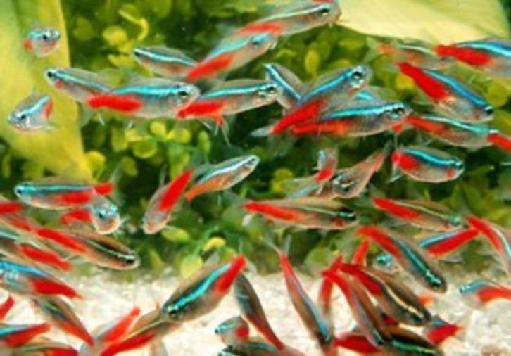 Neon tetra 10 voor 12.50, Dieren en Toebehoren, Vissen | Aquariumvissen, Zoetwatervis, Vis, Schoolvis