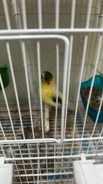 Schattige Vogel, Mannelijk