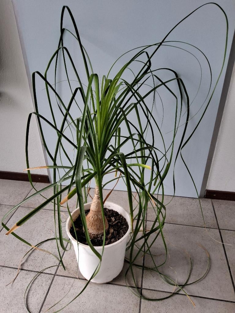 Olifantspoot ongeveer 80cm hoog, Huis en Inrichting, Kamerplanten, Ophalen, Halfschaduw, Minder dan 100 cm, Yucca