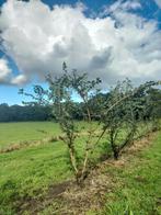 Ulmus minor 'Suberosa'/ kurkiep, Ophalen, Lente, Overige soorten, 250 tot 400 cm