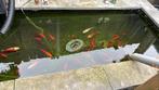 20+ Goudvissen zoeken nieuw thuis!, Dieren en Toebehoren, Vissen | Aquariumvissen, Vis