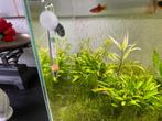 Jonge Platy man, Dieren en Toebehoren, Vissen | Aquariumvissen, Vis