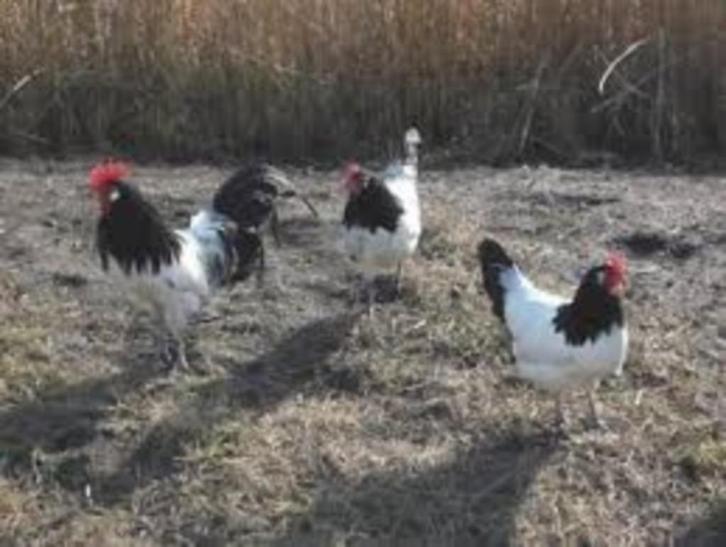 Lakenvelder kippen, Dieren en Toebehoren, Pluimvee, Kip, Vrouwelijk