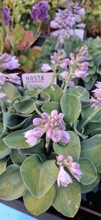 Hosta tuinplanten, Ophalen, Zomer, Overige soorten, Halfschaduw