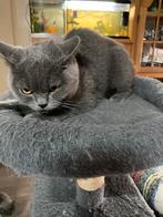 Britse korthaar poes 2 jaar, Dieren en Toebehoren, Katten en Kittens | Dekkaters, 0 tot 2 jaar