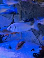 Placidochromis Electra 2 vrouwen (13/15cm), Dieren en Toebehoren, Vissen | Aquariumvissen, Vis