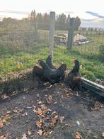 3 Barnevelder Kippen Groot Ras, Dieren en Toebehoren, Pluimvee, Vrouwelijk, Kip