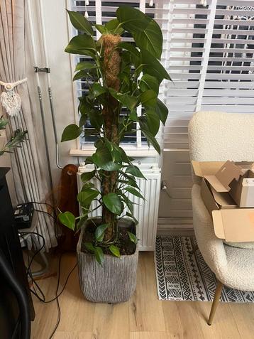 Epipremnum aureum - drakenklimop ook wel genoemd beschikbaar voor biedingen