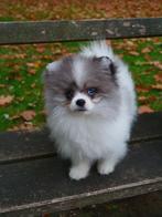 Pomeranian blue merle🐶❤️, Dieren en Toebehoren, Honden | Poolhonden, Keeshonden en Oertypen, België, Particulier, Reu, 8 tot 15 weken