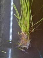 Aquarium grasplant grote stek, Dieren en Toebehoren, Ophalen, Plant(en), Steen of Hout