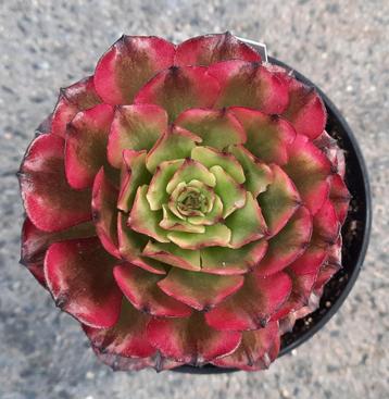 Aeonium Lotus beschikbaar voor biedingen