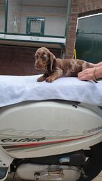 Te  koop mooie Choco Merle korthaar teckel pups ( tekkel ), Standaard, CDV (hondenziekte), 8 tot 15 weken, Korthaar
