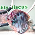 Discus royal turquoise, Dieren en Toebehoren, Vissen | Aquariumvissen, Vis, Zoetwatervis, Schoolvis
