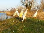 Broedeieren van Witte Indische loopeenden, Dieren en Toebehoren, Geslacht onbekend, Eend