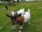 geit (miekes en bokjes), Dieren en Toebehoren, Meerdere dieren, Geit, 0 tot 2 jaar
