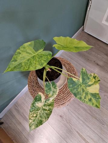 Alocasia Gageana Aurea Variegata beschikbaar voor biedingen