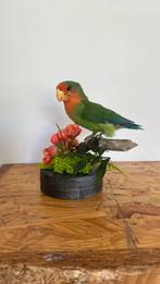 Opgezette vogel dieren taxidermie, Verzamelen, Ophalen of Verzenden, Vogel, Opgezet dier