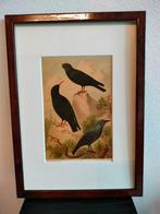 Chromolitho Litho A. Haase Praag Vogels Vogel Birds 1888, Ophalen of Verzenden