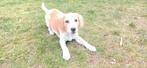 Beagle Kooiker pup 3 maanden oud, Beagle, Rabiës (hondsdolheid), Reu, 8 tot 15 weken