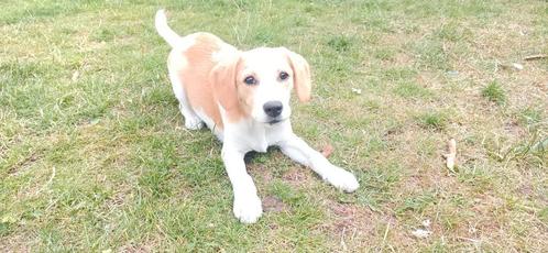Beagle Kooiker pup 3 maanden oud, Dieren en Toebehoren, Honden | Beagles, Bassets en Lopende honden, Reu, Beagle, Particulier