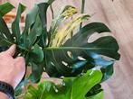 Monstera aurea en green-on-green, Ophalen, Overige soorten, Minder dan 100 cm