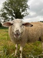 Swifter X Brilschaap ram, Dieren en Toebehoren, Schapen, Geiten en Varkens, Mannelijk, Schaap, 0 tot 2 jaar