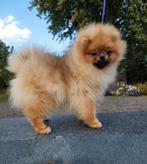 Dwergkees / Pomeriaan, Dieren en Toebehoren, Honden | Chihuahua's en Gezelschapshonden, Particulier, Rabiës (hondsdolheid), 15 weken tot 1 jaar