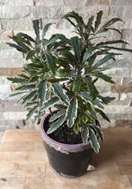 Kamerplant in pot, Overige soorten, In pot, Minder dan 100 cm, Groene kamerplant