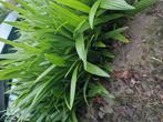 Trachycarpus fortunei, Tuin en Terras, Ophalen of Verzenden, Overige soorten, Volle zon