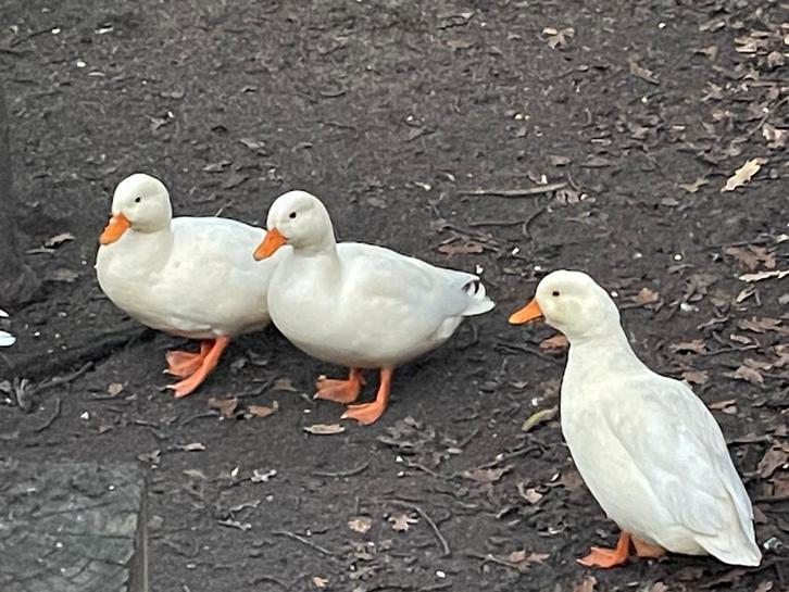 Nog 1 Mooi klein wit kwakertje, Dieren en Toebehoren, Pluimvee, Eend, Meerdere dieren