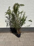 Bamboe, Tuin en Terras, Planten | Tuinplanten, Ophalen, Bloeit niet, Overige soorten, Halfschaduw