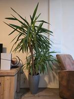 Yucca elephantipes, Huis en Inrichting, Kamerplanten, Ophalen, Halfschaduw, In pot, Yucca
