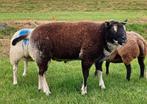 Dekram, Dieren en Toebehoren, Schapen, Geiten en Varkens, Mannelijk, Schaap