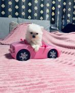 Reutje Pomeriaan mini toy, Particulier, Keeshond, Reu, 8 tot 15 weken