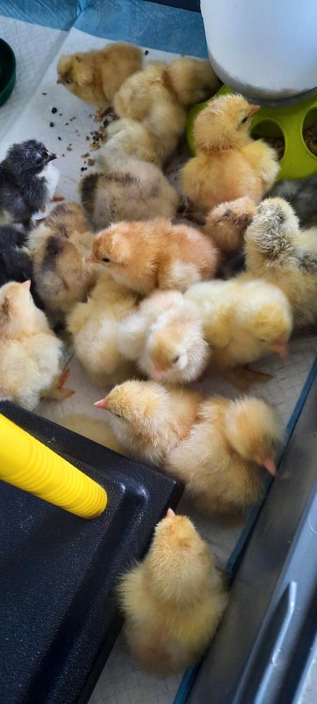 groothoender brahma kuikentjes kuiken blauw zalm wit isabel, Dieren en Toebehoren, Pluimvee, Kip, Meerdere dieren