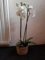 Orchidee, Huis en Inrichting, Kamerplanten, Ophalen, Overige soorten, Minder dan 100 cm