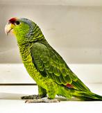 Amazone papagaai, Dieren en Toebehoren, Geringd
