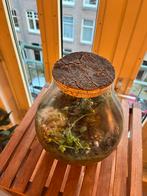 Terrarium in glazen pot met kurk, Ophalen of Verzenden, Zo goed als nieuw