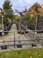 Prunus cerasifera Nigra dakboom, Ophalen, Volle zon, Overige soorten