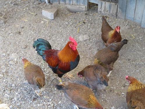 2 welsumer kriel haantjes, Dieren en Toebehoren, Pluimvee, Kip, Mannelijk